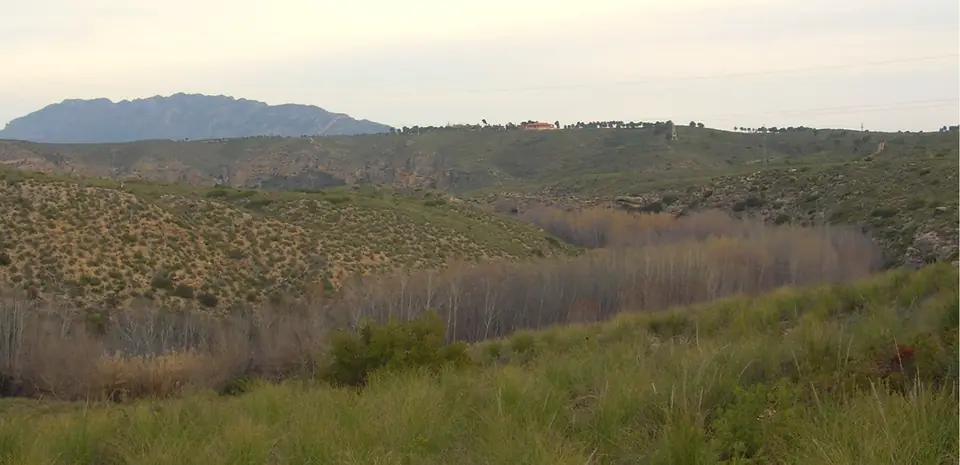 Bosque de ribera de los sotos de Cañaverosa junto al Segura