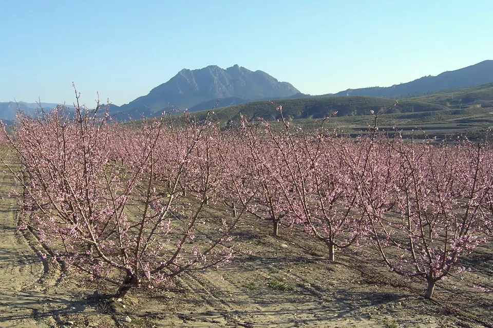 Melocotoneros en flor bajo la sierra en el campo de Cieza