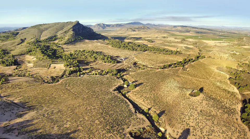Hileras de viñedo en una finca del campo de Jumilla