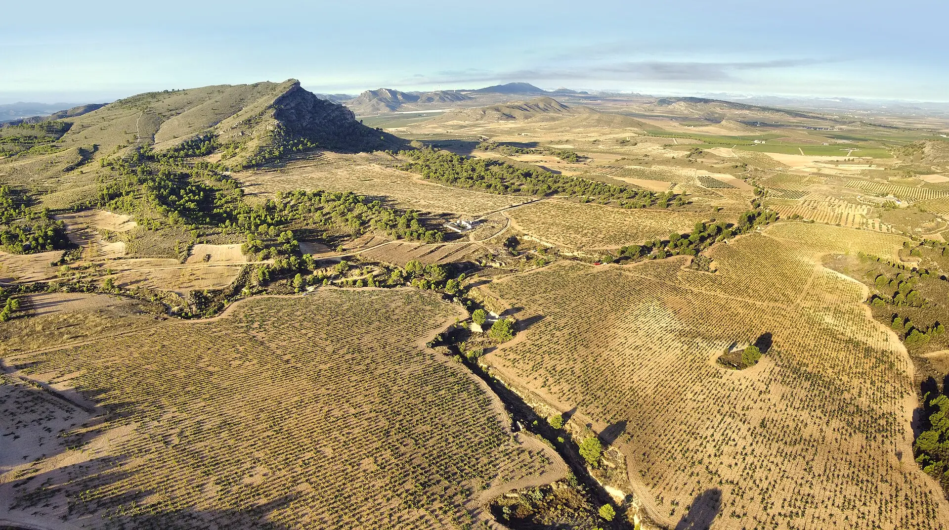 Hileras de viñedo en una finca del campo de Jumilla