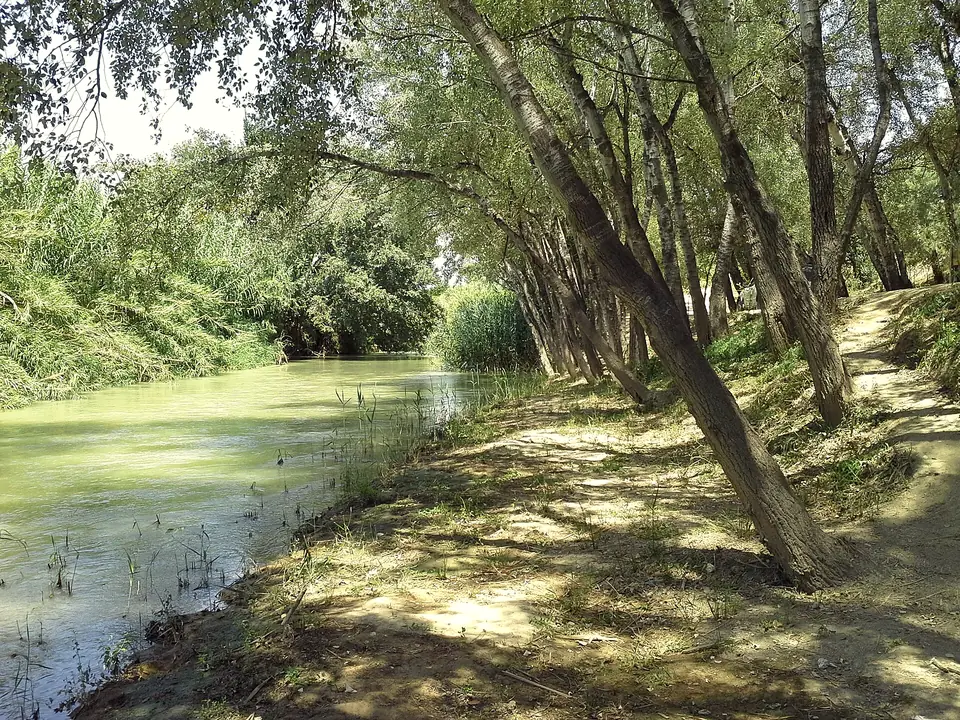 Soto de los Álamos junto al río Segura a su paso por Molina