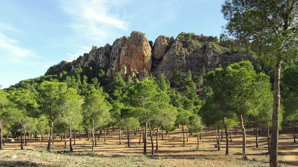 Pinares del Parque Regional El Valle y Carrascoy, al sur de la ciudad