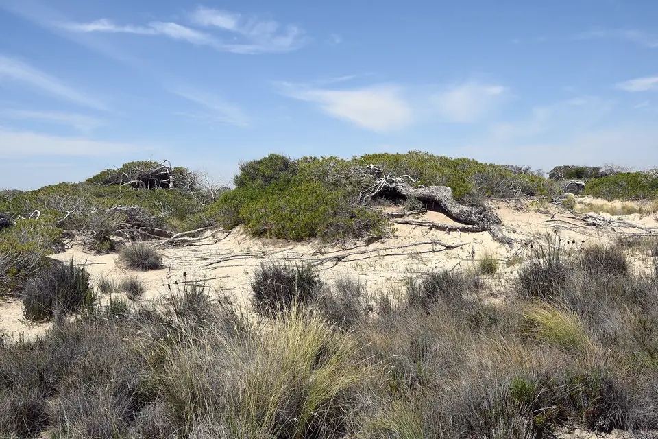 Dunas con vegetación en el parque regional de Salinas y Arenales