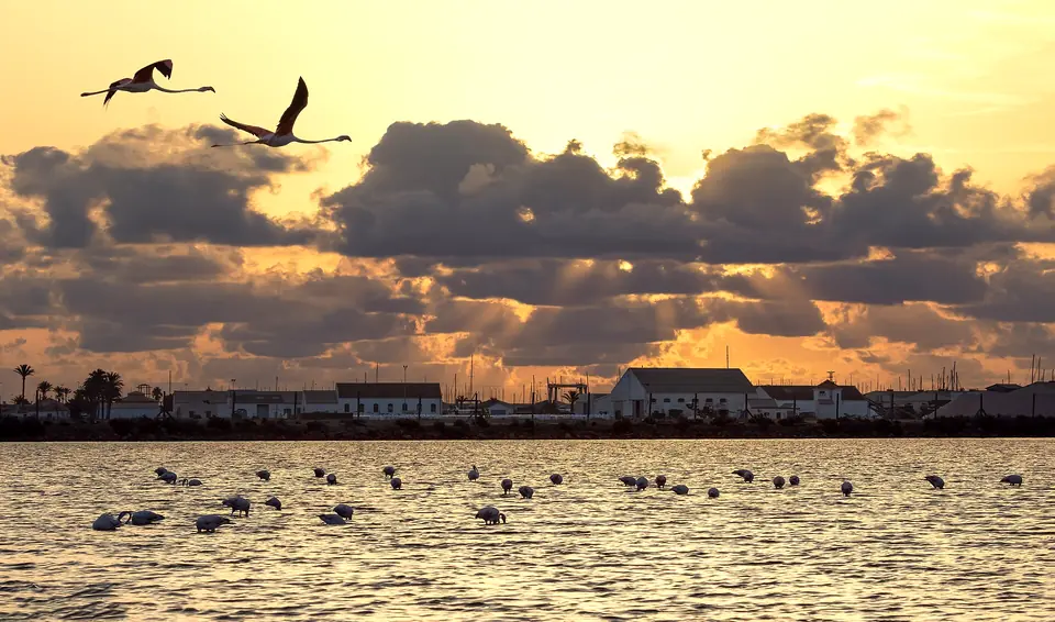 Flamencos en los estanques del parque regional de las Salinas