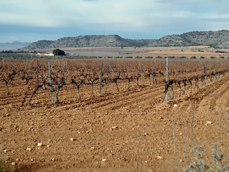 Viñedos al pie de la Sierra de Salinas, en el término de Yecla